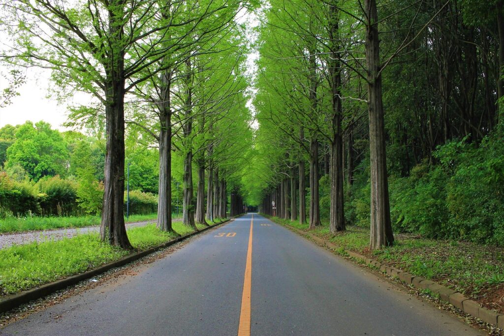 road, roadside trees, traveling, japan, driving, outdoor, trip, tourism, green travel, green road, roadside trees, roadside trees, roadside trees, roadside trees, roadside trees